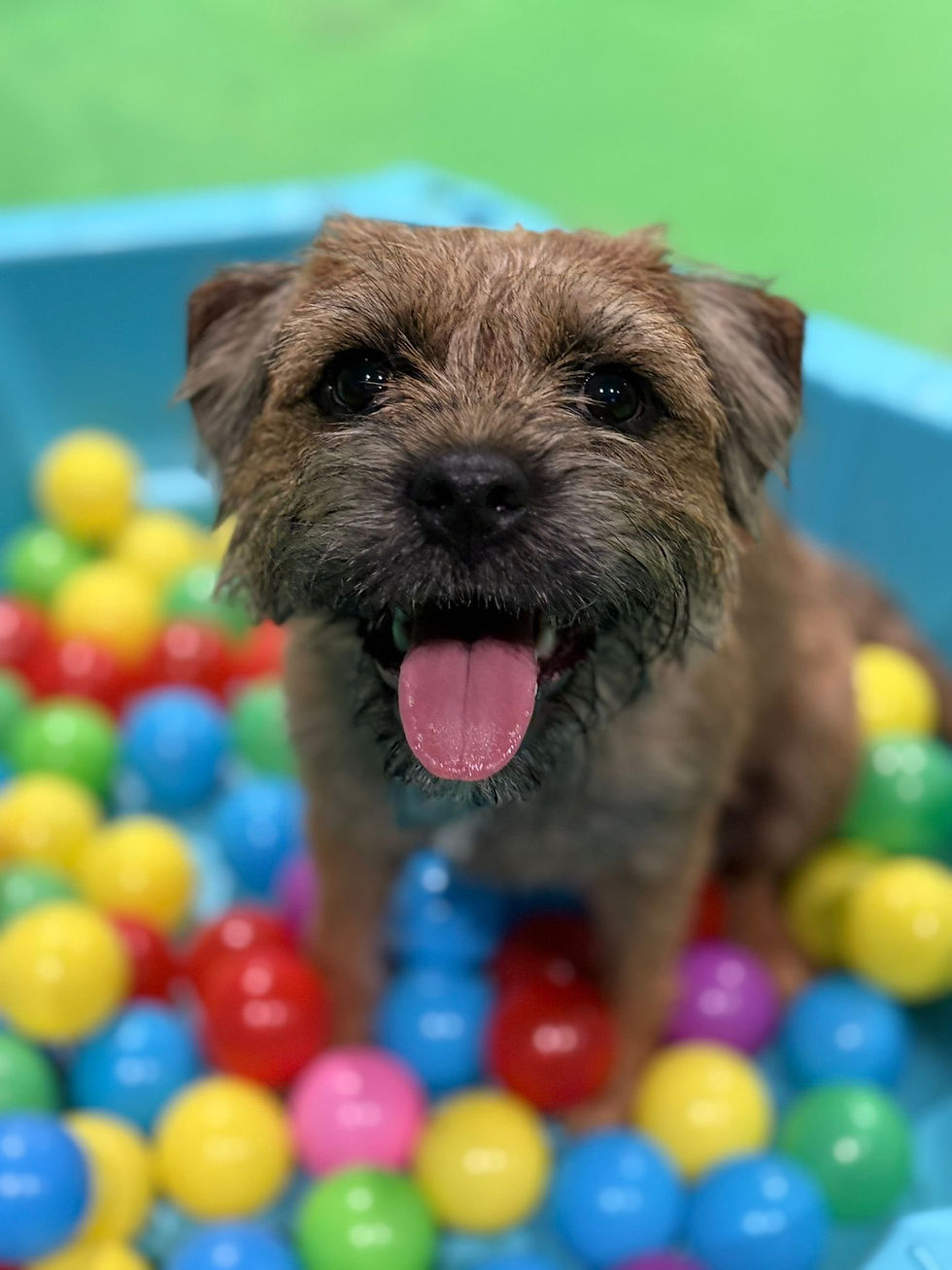 dog in ball pit