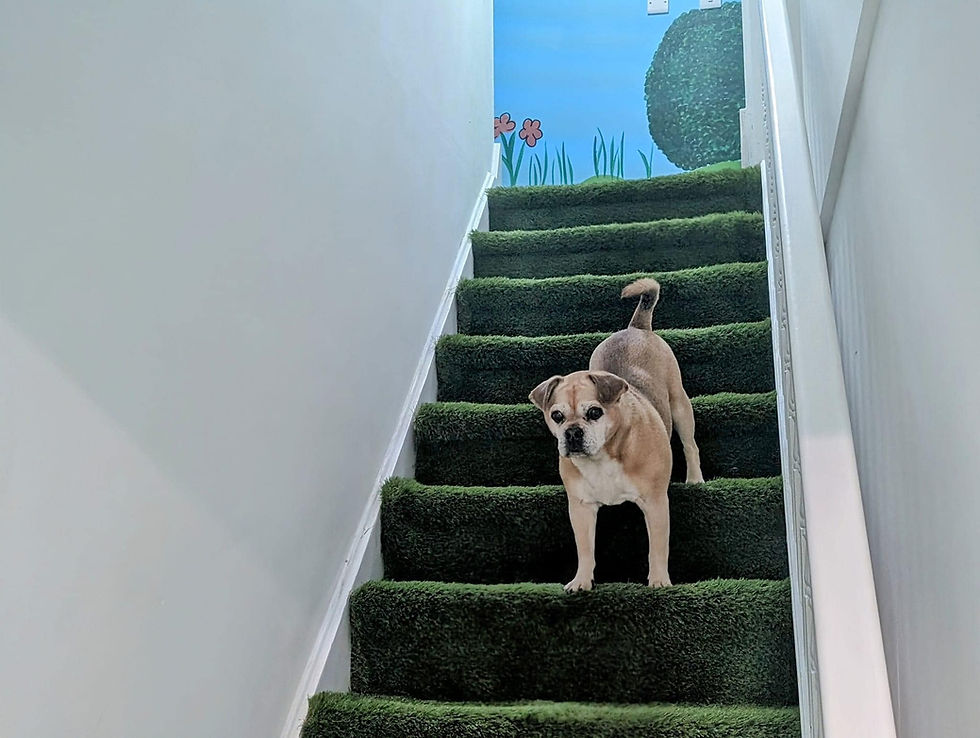 dog staircase
