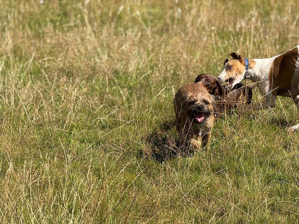 dogs playing in field