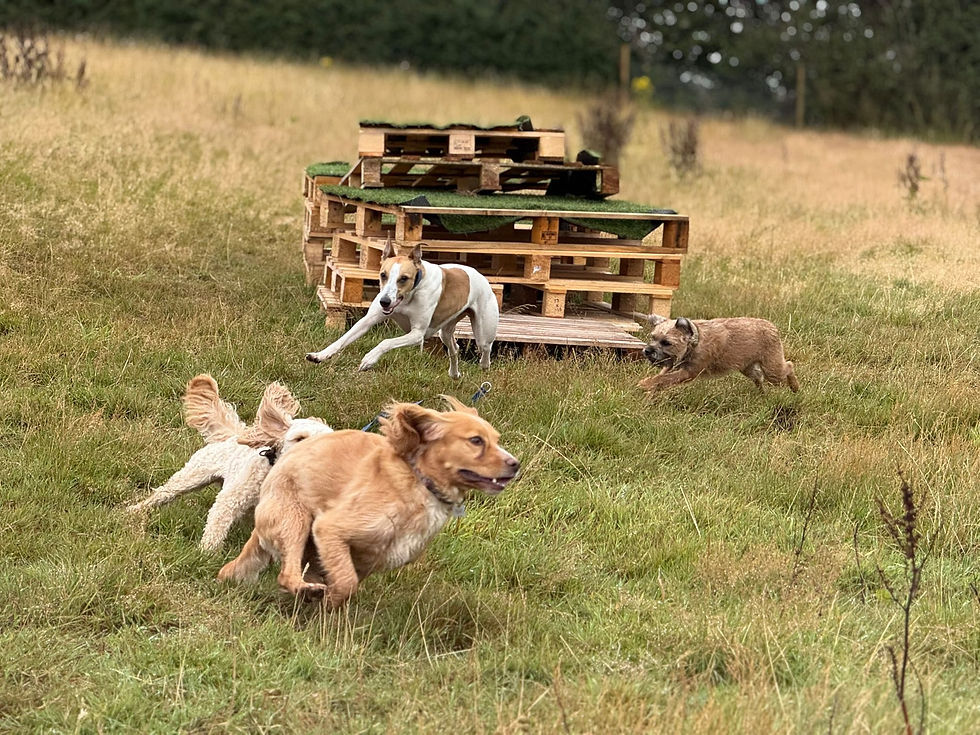 dogs chasing on field