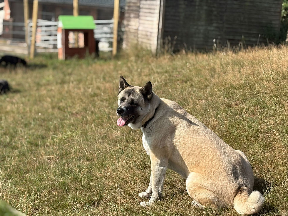 dogs in field sitting
