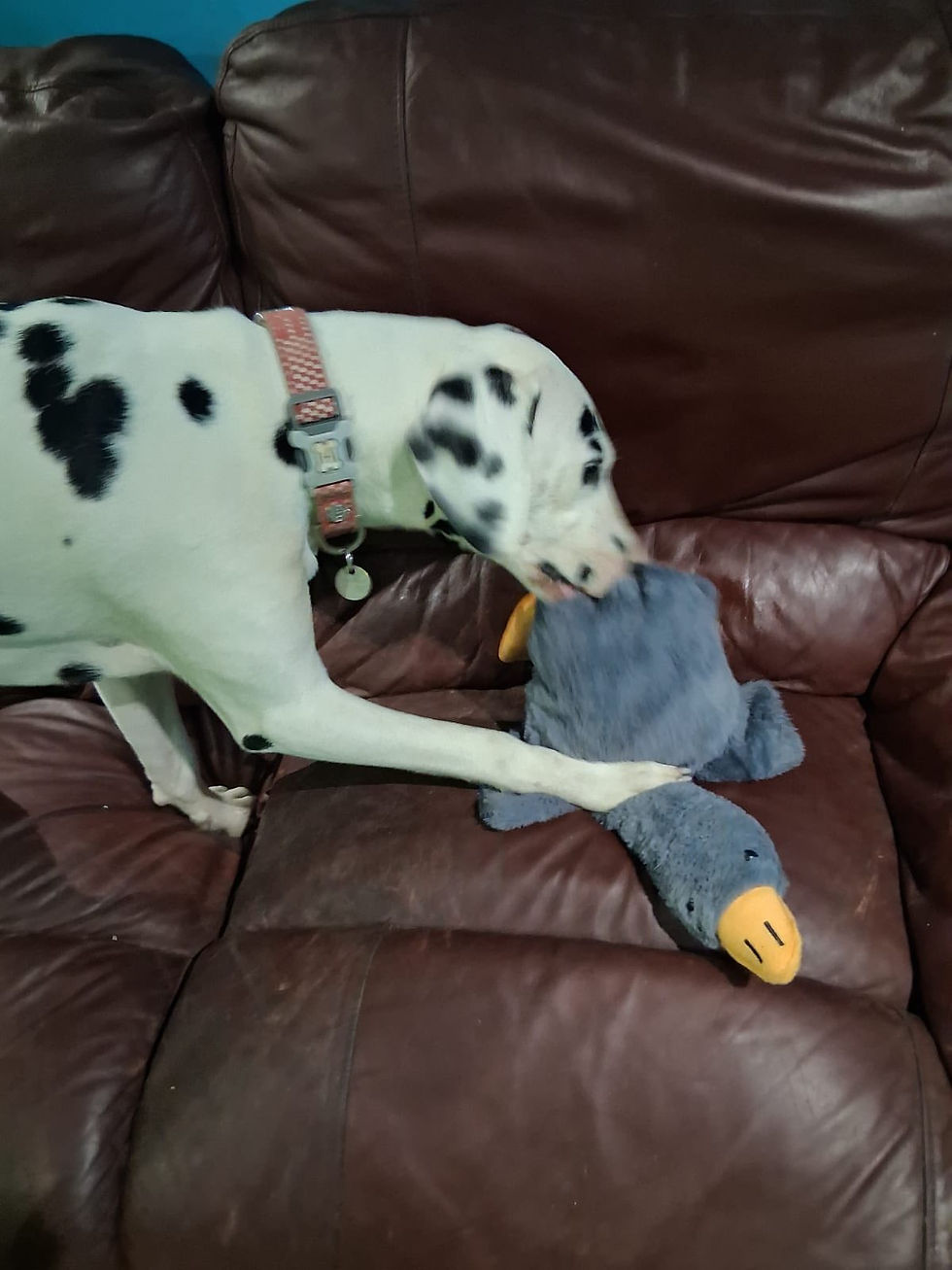 dog playing with toy on sofa