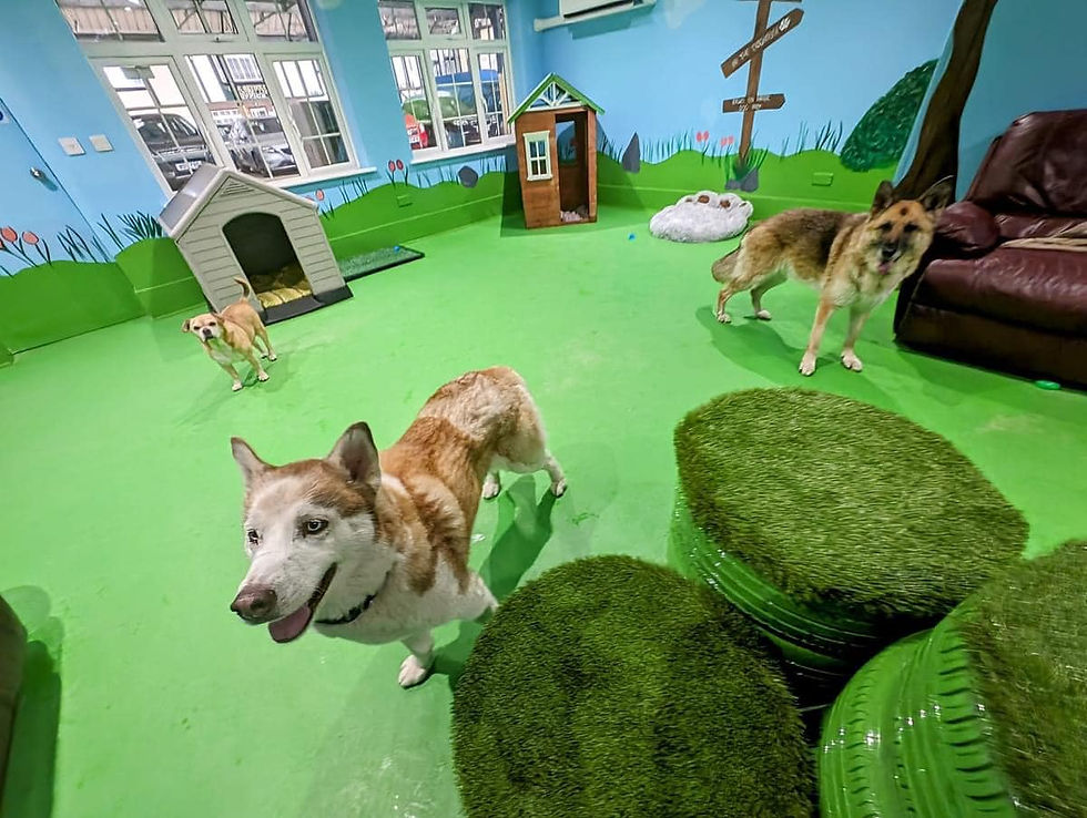 dog12