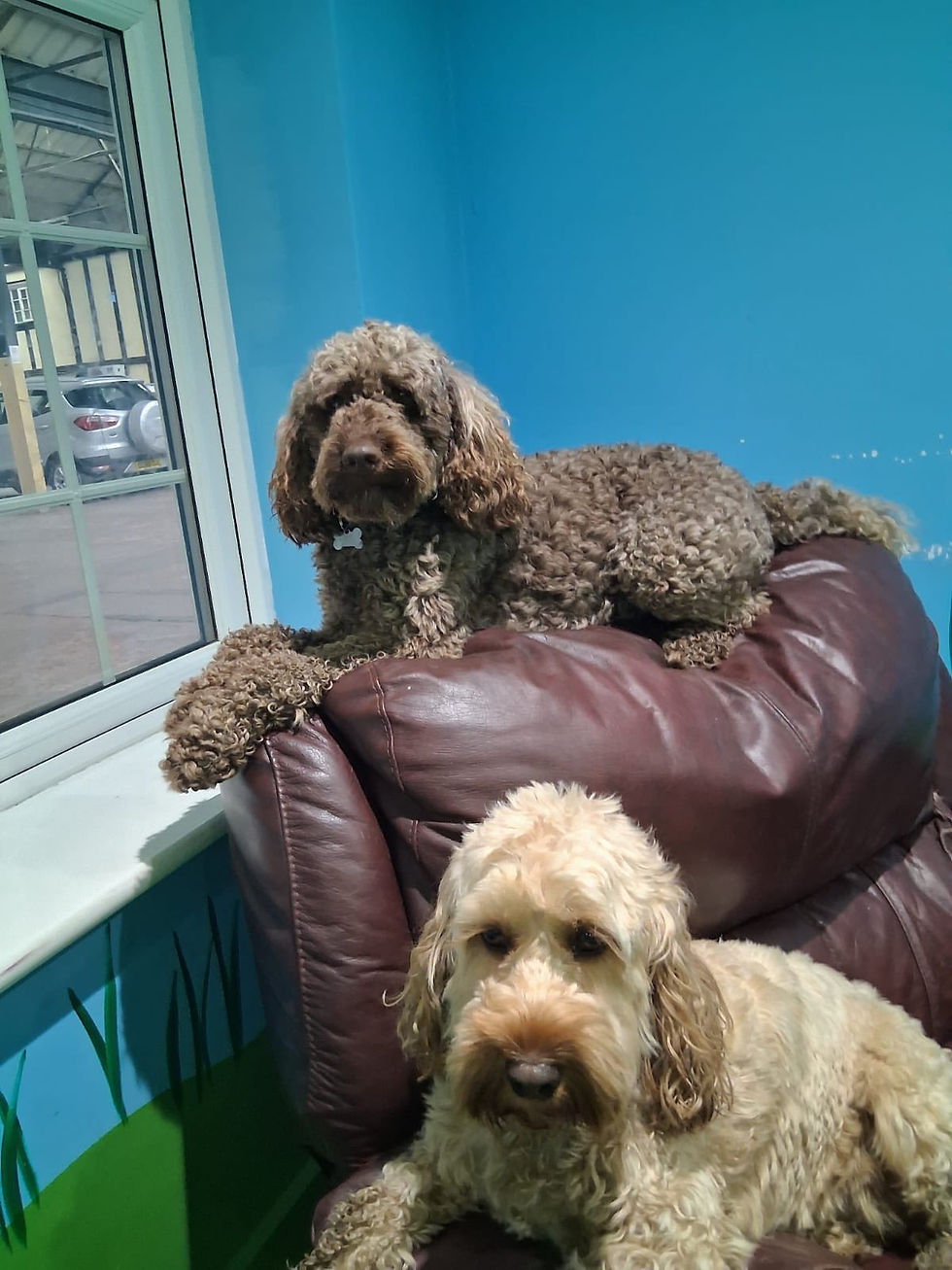 2 dogs sitting on top of sofa