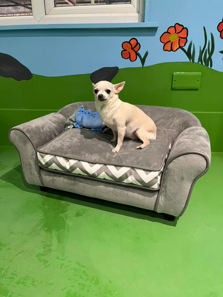 dog19