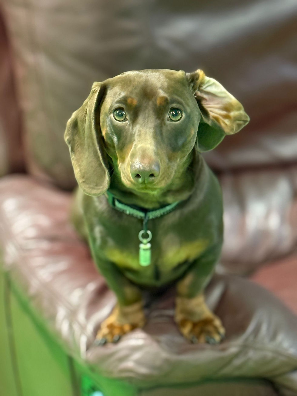 dog sitting on chair