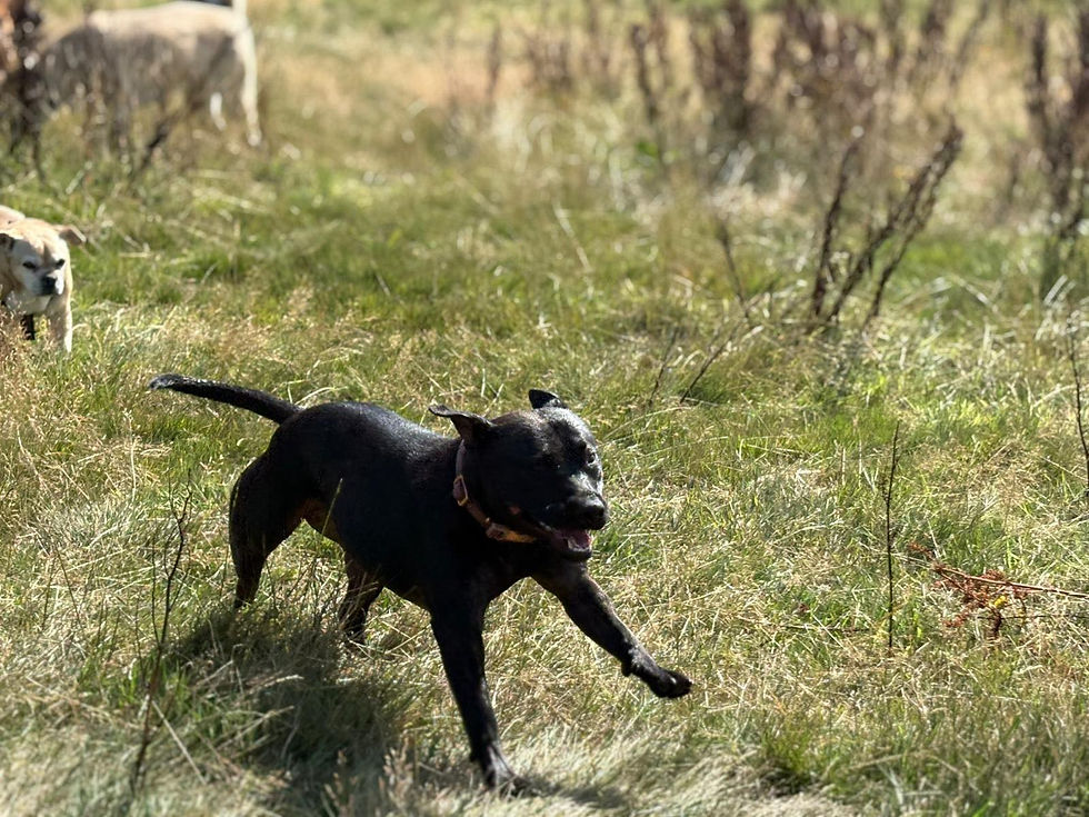 dog running in field