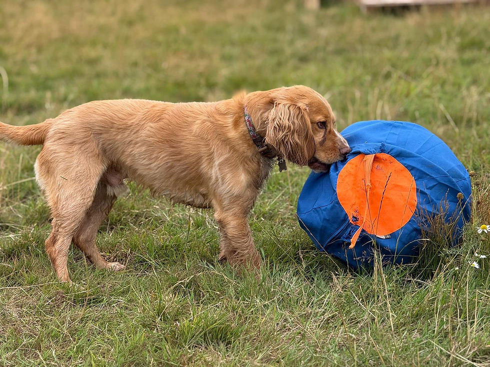 dog playing on the field 4