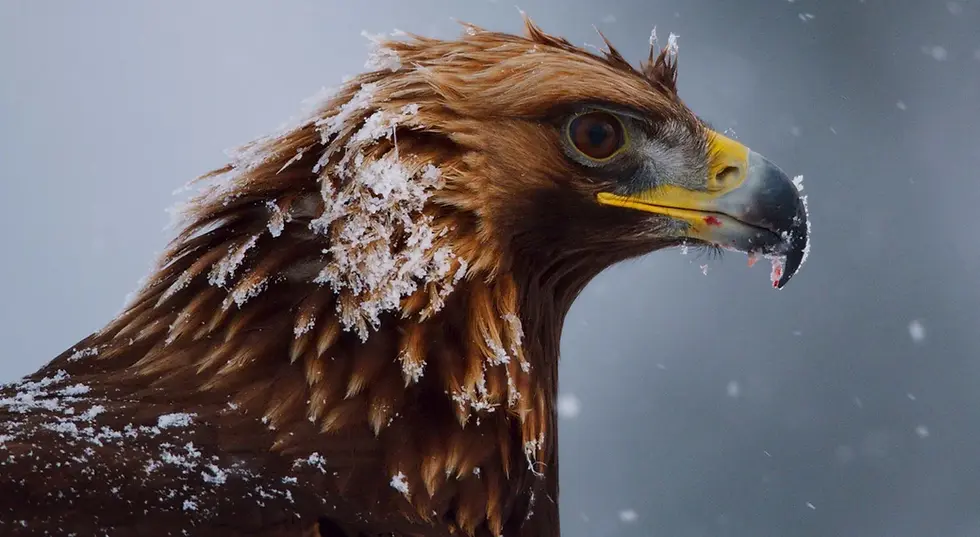 Aigle des Alpes