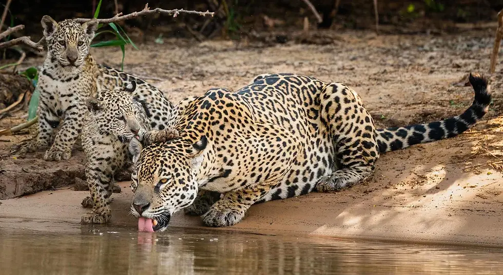 Jaguars de Pantanal