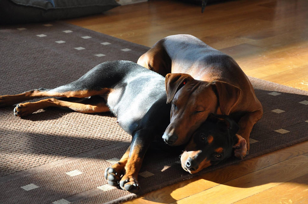 German Pinscher, Pinscher tedesco