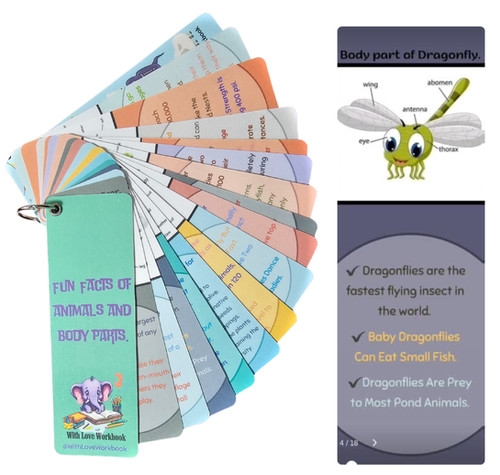 Fun Facts Of Animals And Body Parts Flash Cards | With Love Workbook