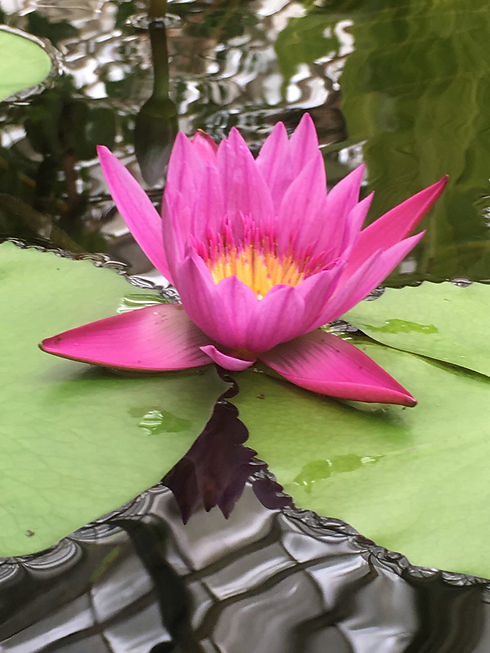 lotus.jpg