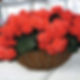 Solenia Begonia Basket