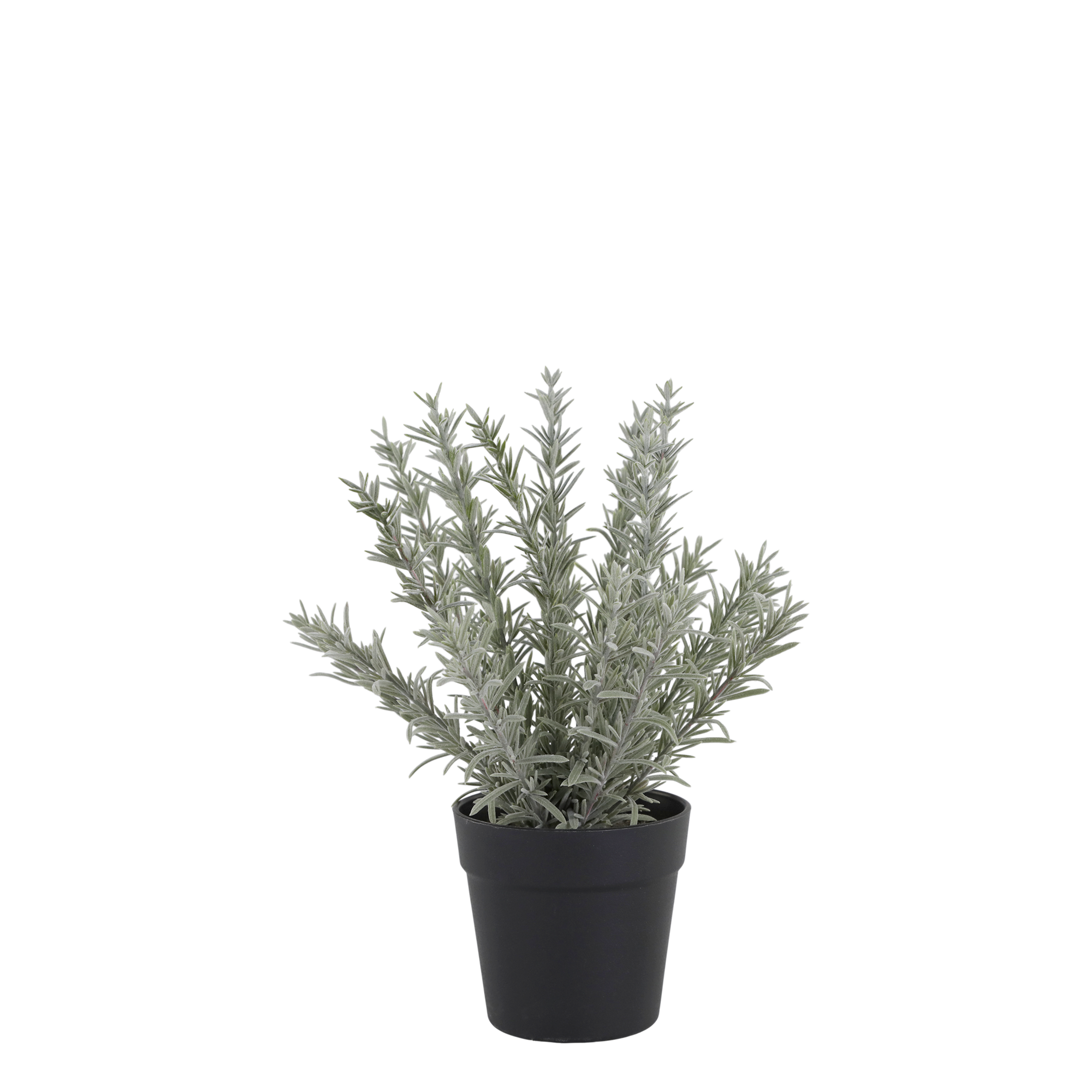 CHIC ANTIQUE - PIANTINA - ROSMARINO