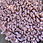 Thumbnail: VIANATECE - TAPPETO TARTUFO - ROSA SCURO