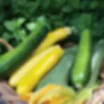 zucchini-tri-coloured-mix-s254_fc72ad55-41f4-4ced-802e-3bf503f77c27_1024x1024.webp