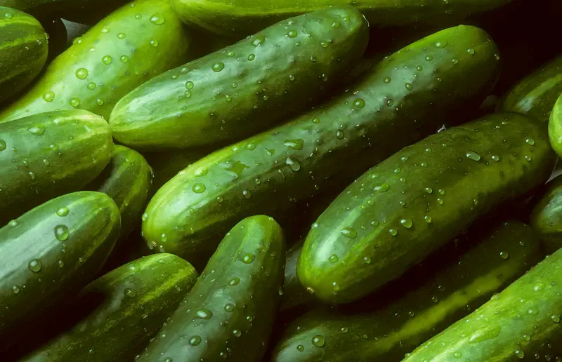watering-cucumbers_800x.webp