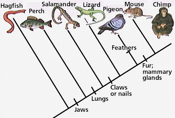 Chordata Cladogram | cades-animal-kingdom Chordata Cladogram | cades-animal-kingdom