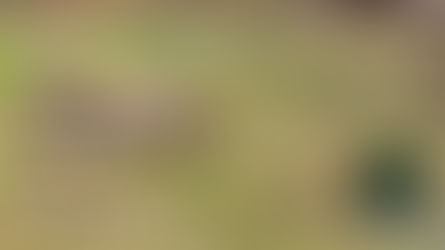 Tierischer Zuwachs in der Smilings Familie