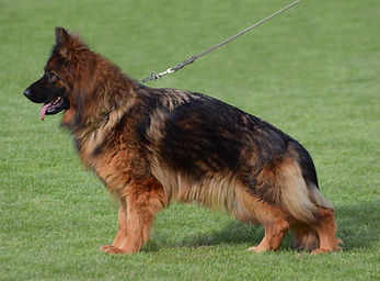 Jessica H - Dog 062025.JPG