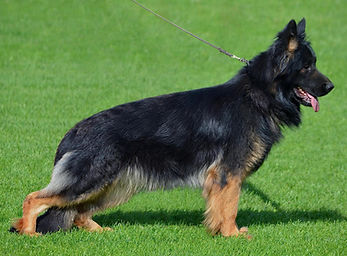 Dog Edit 04282025.JPG