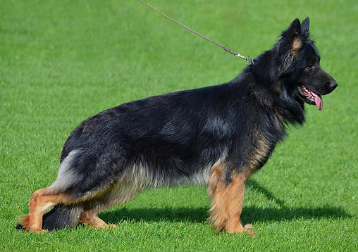 Dog Edit 04282025.JPG