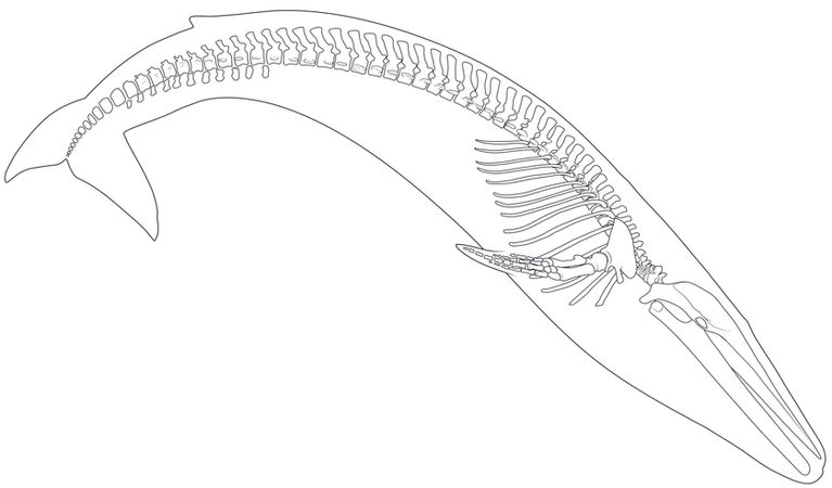 blue whale skeletal drawing V2.jpg