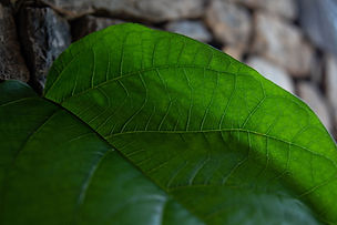 Looking at Leaves