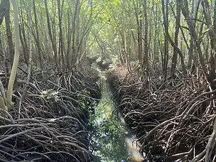 Muddy Mangroves