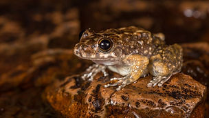 Let's Go Frogging!