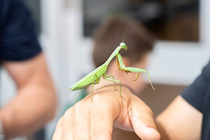 Exploring biodiversity in the Wet