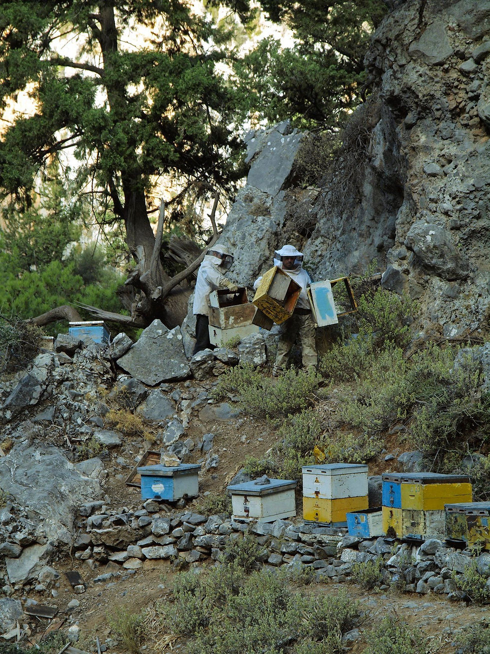 Thumbnail: Rauwe honing van Theodoros