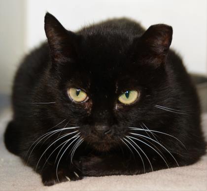 St. Francis Animal Rescue of Venice