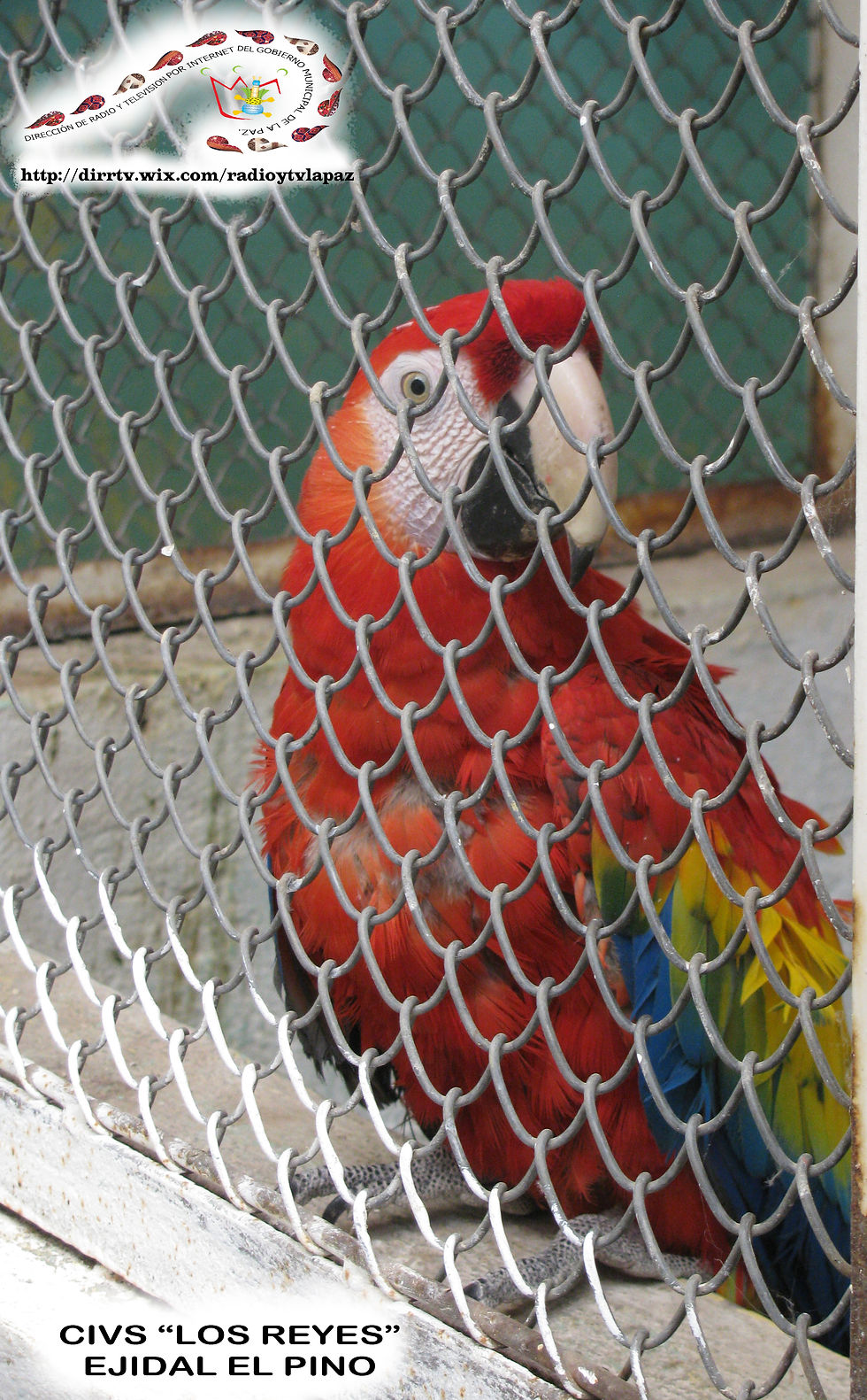 La guacamaya roja (Ara macao)