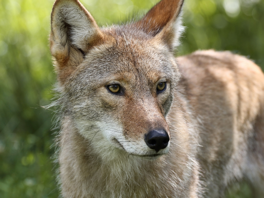 We Live Among Coyotes
