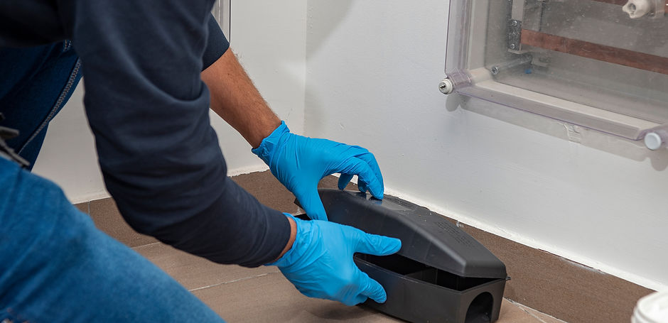 Professional preparing trap for rats, mice, for pest control in a special black box to pla
