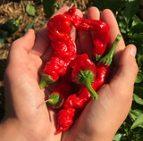 Handfull of fresh home grown Peter Pepper Chillis