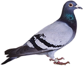 pombo.jpeg-removebg-preview.png