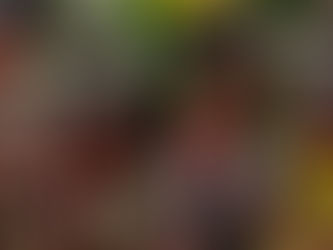 AmazonÃa: Un genocidio a vista de un apático mundo que no hace nada.