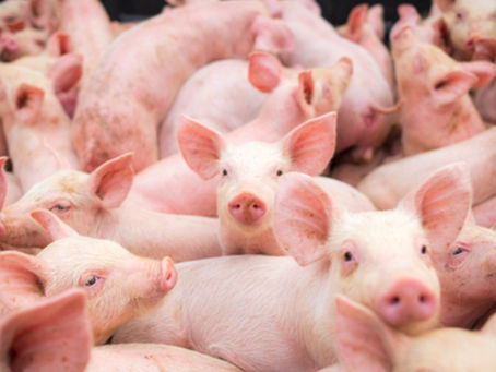 Fiebre porcina no es nueva ni es contagiosa