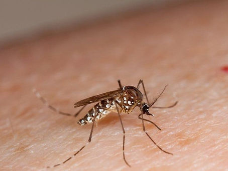 Dengue se triplica en Costa Rica en 2020