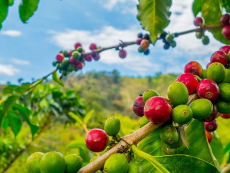 Café es ya un símbolo nacional