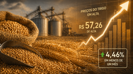 Perspectiva de redução da safra sustenta preços do trigo no mercado interno