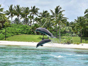 Dolphin Cay at the Atlantis Resort in the Bahamas