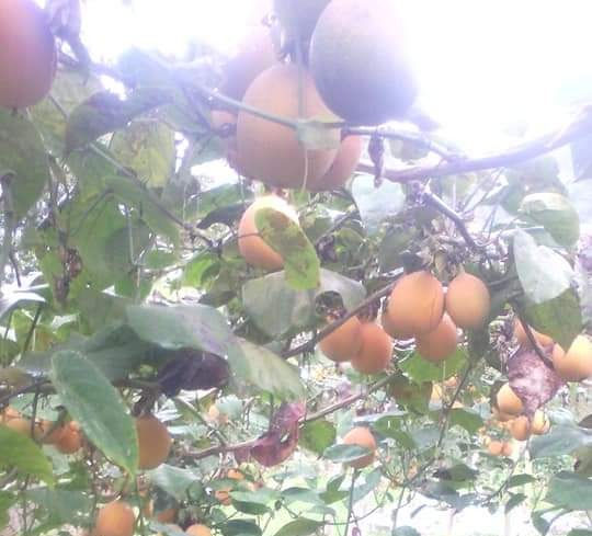 Miniatura: Granadilla