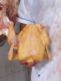 Miniatura: Pollo semicriollo en canal