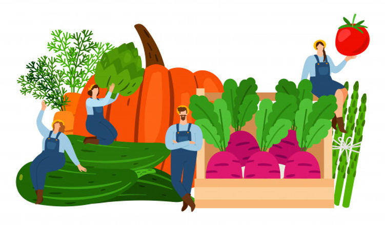agricultores-hortalizas-tiempo-cosecha-i