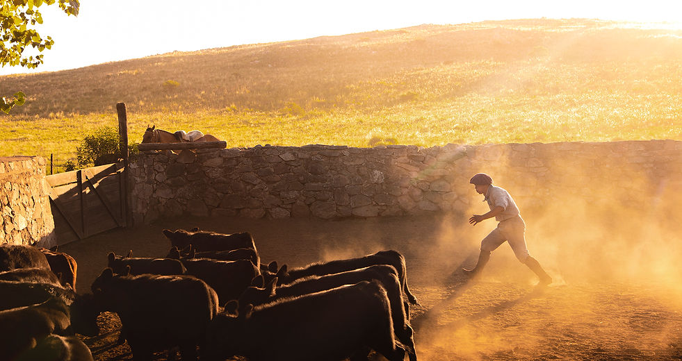Argentina Ranch Life