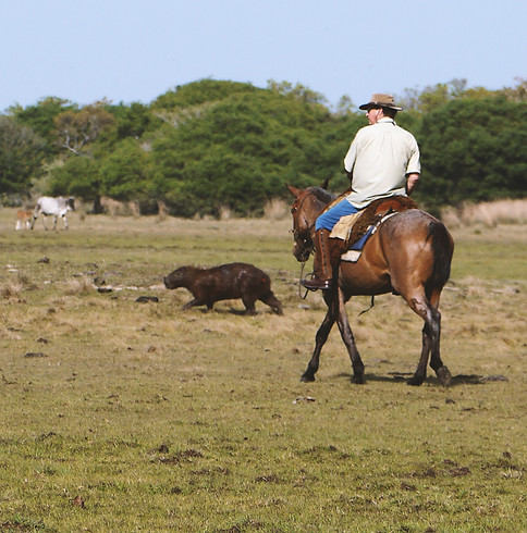 Brazil-Pantanal .jpg